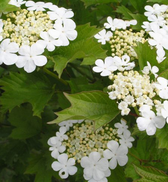Kalina, Viburnum opulus LUMIGREEN.sk najväčší