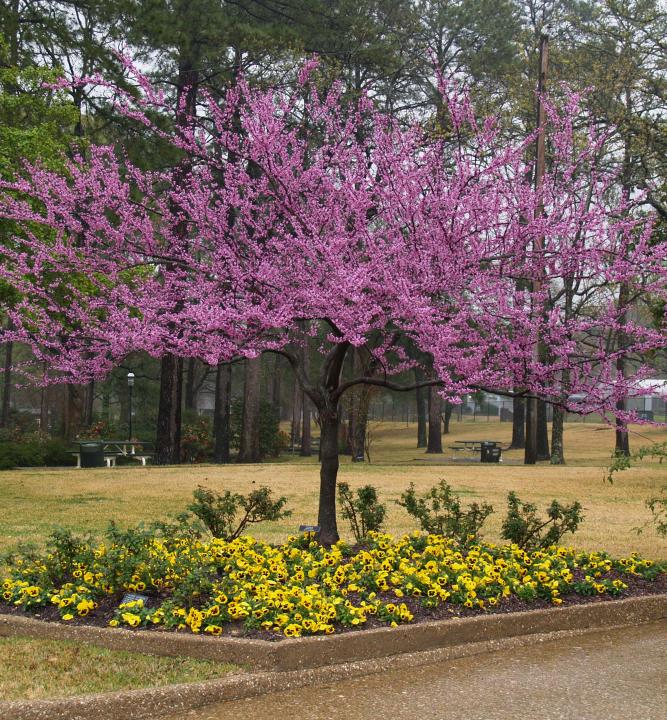 Judášovec kanadský ´FOREST PANSY´ 4050 cm, kont. 5 l LUMIGREEN.sk Váš obľúbený
