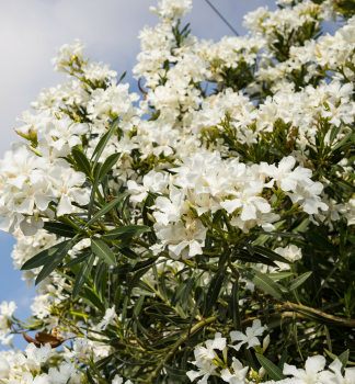 Oleander biely BAINCO PURO 50-60 cm, kont. 3 l