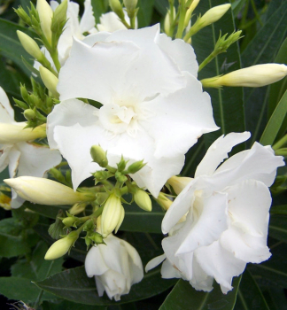 Oleander biely MONT BLANC 60-70 cm, kont. 3 l