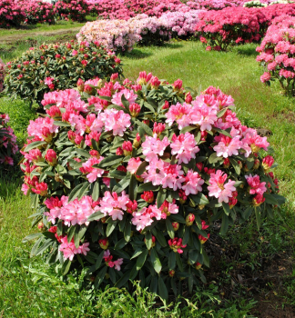 Rododendron jakuimsk SNEEZY 15-30 cm, kont. 2 l