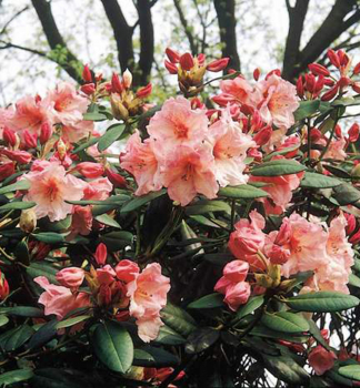 Rododendron hybridn VIRGINIA RICHARD 30-40 cm, kont. 5 l