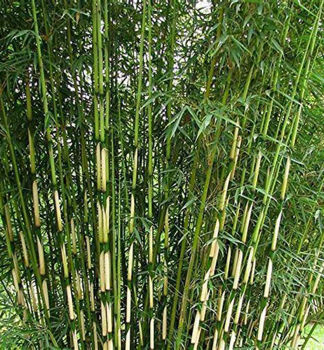 Bambus / Fargesia robusta / CAMPBELL 60-70 cm, kont. 2,5 l