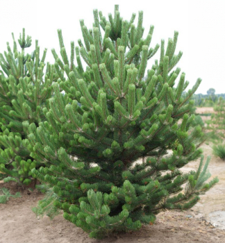 Borovica ierna OREGON GREEN 40-50 cm, kont. 7,5 l