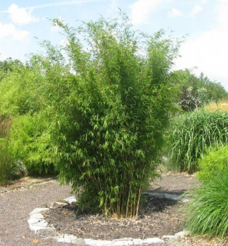 Bambus leskl WINTERJOY 70-80 cm, kont. 2,5 l