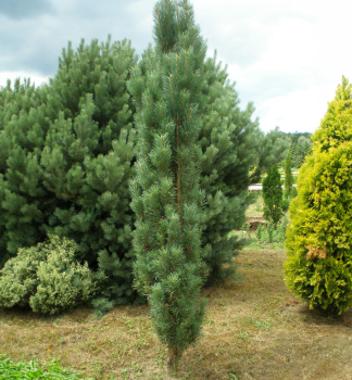 Borovica lesn FASTIGIATA 40-50 cm, kont. 5 l