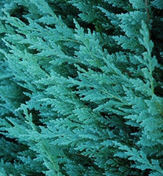 Juniperus horizontalis BLUE CHIP detail ihliia
