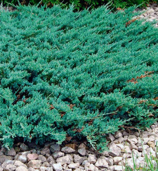 Juniperus horizontalis BLUE CHIPmodrozelen svisl koberec