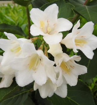 Vajgela kvetnat CANDIDA 20-30 cm, kont. 1,4 l