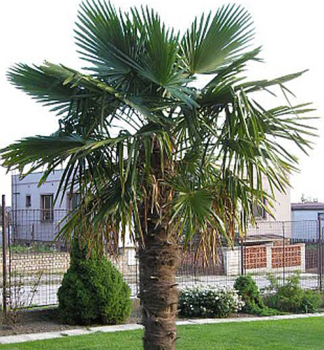 Palma konopn (Trachycarpus fortunei) 30-40 cm, kont. 2 l