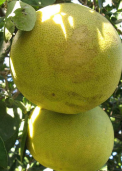 Citrus grandis (pomelo) SIAMENSIS 30-40 cm, kont. 2 l