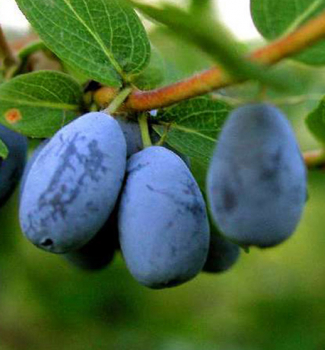 Drobné ovocie eshop - E-shop - LUMIGREEN.sk - Váš obľúbený internetový