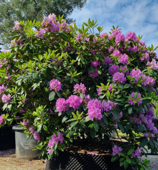 Rododendron hybridn CATAWBIENSE BOURSAULT 30-40 cm, kont. 5 l