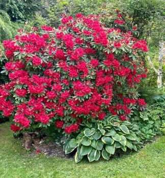 Rododendron hybridn VULCANS FLAME 20-40 cm, kont. 2 l