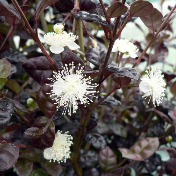 Lophomyrtus ralphii BLACK PEARL 30-40 cm, kont. 2 l