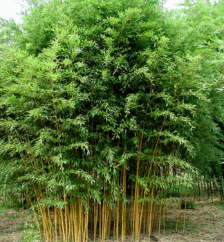 Bambus / Phyllostachys aureosulcata AUREOCAULIS 40-50 cm, kont. 2,5 l