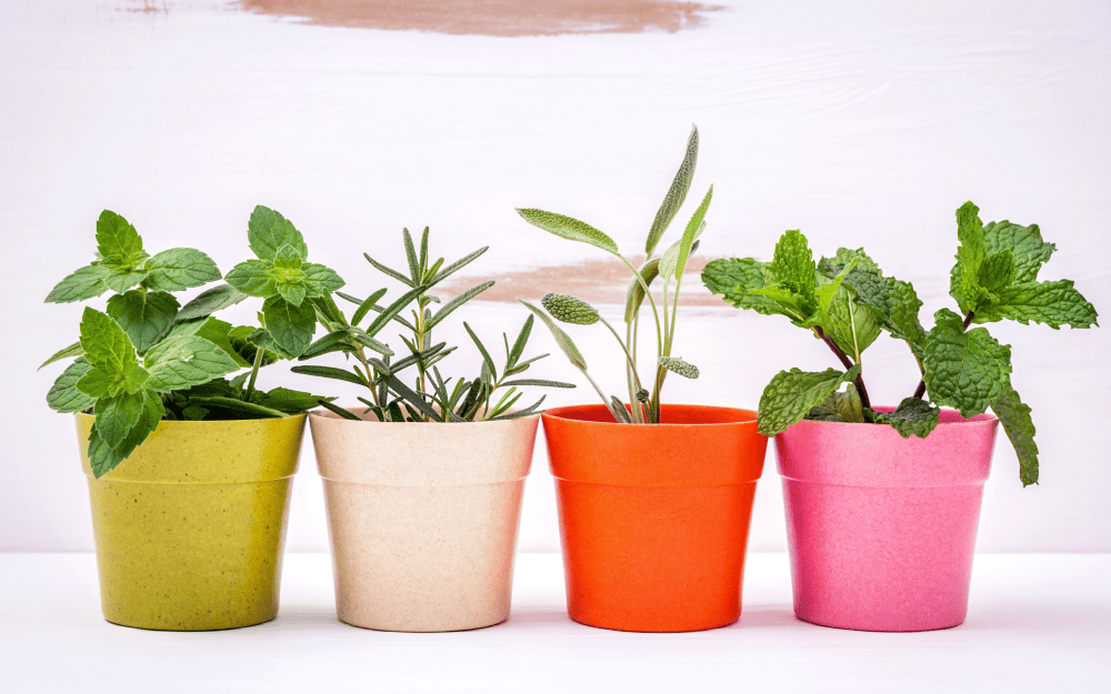 Ako pestova� bylinky v kvetin��i