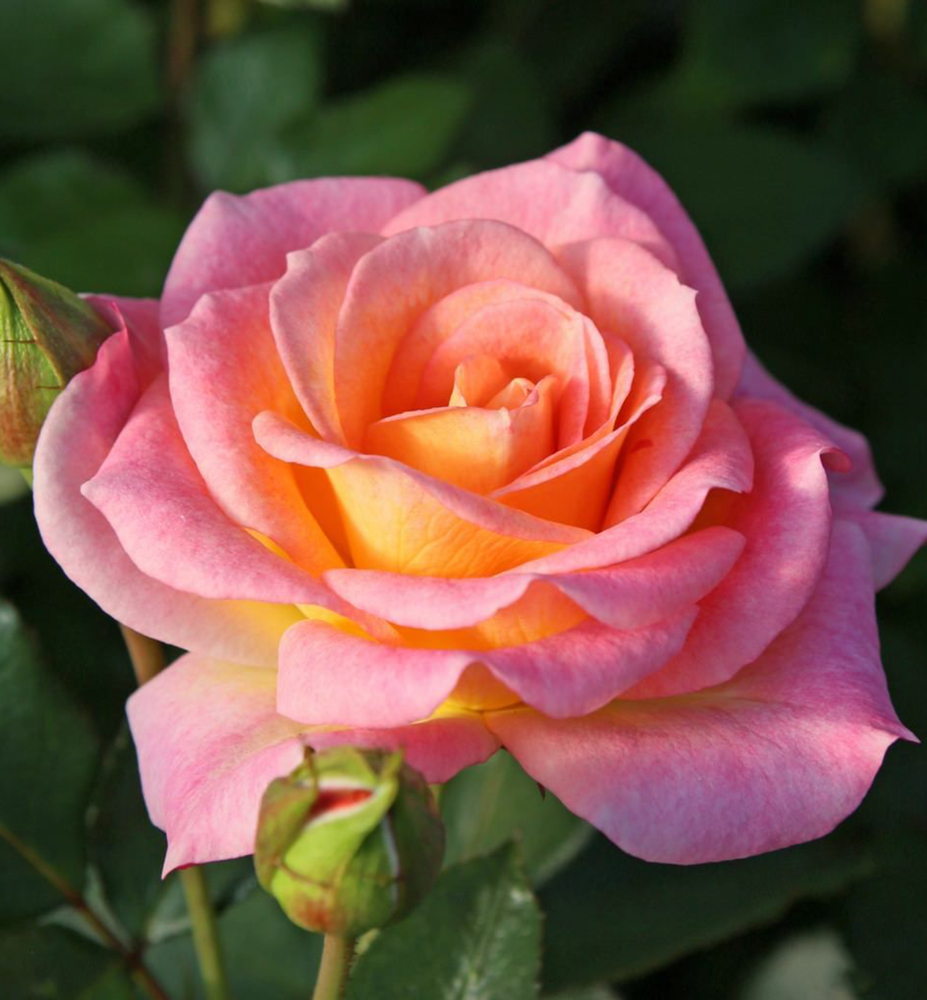Ruža kríková ´DEKORA´ Kordes 2021, kont. 2 l