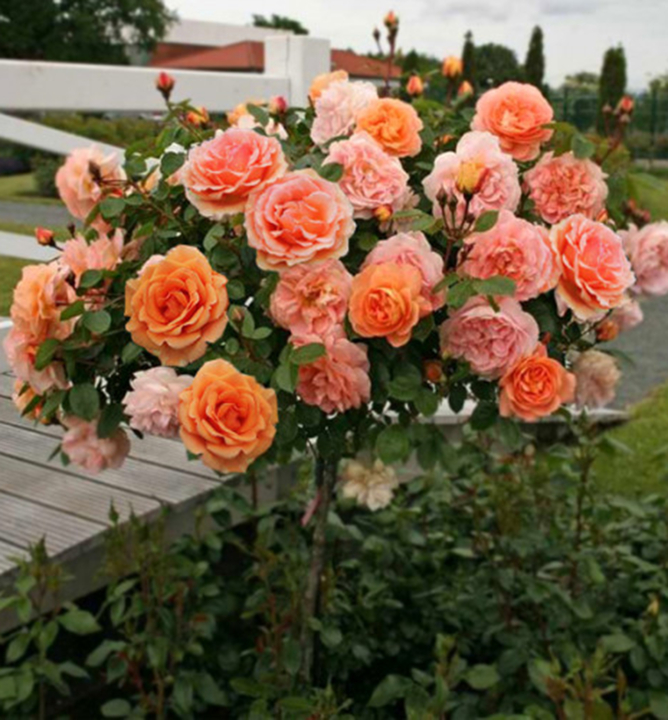 Ruža stromèeková ´ASHRAM´ ** na kmienku 100 cm, kont. 4 l