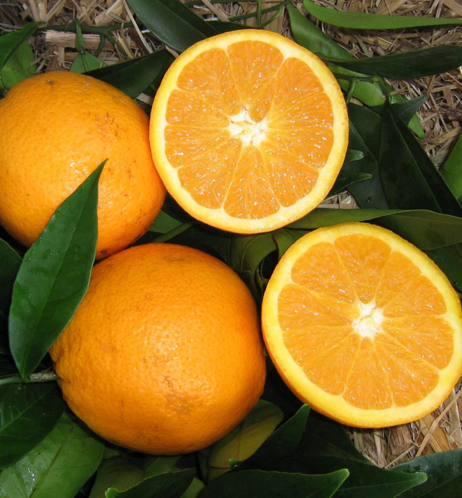 Pomaranèovník ´NAVELINA´ 60-70 cm, kont. 2 l, štepený
