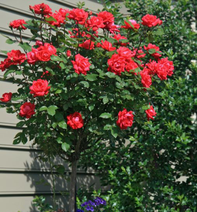 Ruža stromèeková ´LIDKA´ na kmienku 110 cm, kont. 5 l