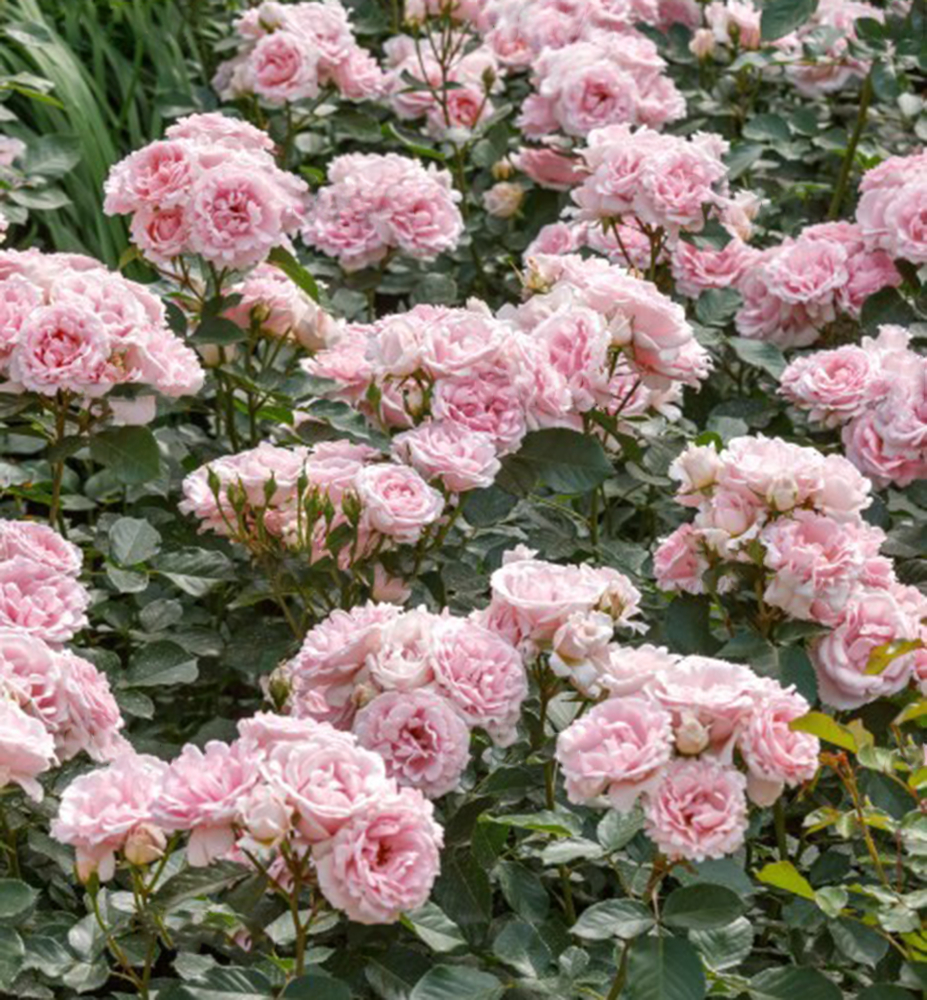 Ruža stromèeková ´BALLADE®´** na kmienku 90-100 cm, kont. 4 l