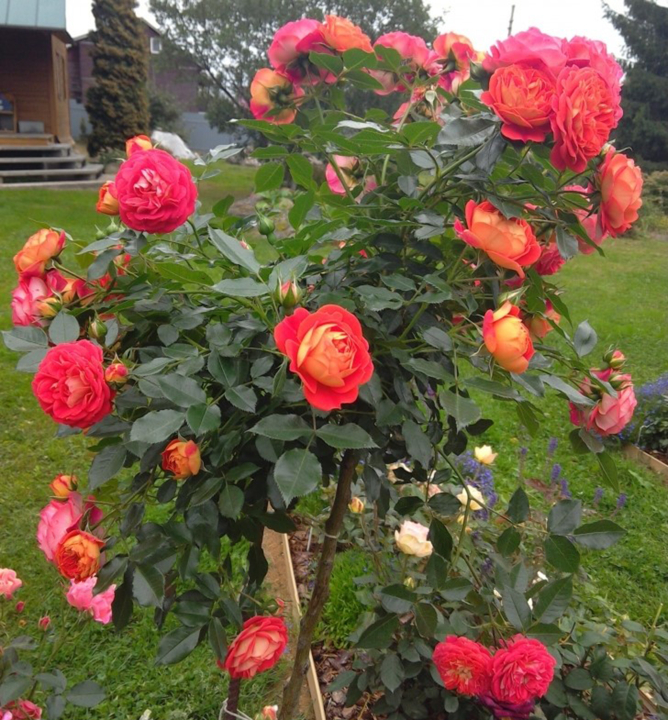 Ruža stromčeková ´CARMEN SCARLET®´ na kmínku 120 cm, kont. 4 l