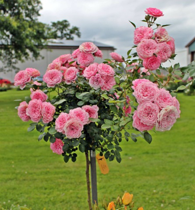 Ruža stromčeková ´EVA STARLET®´ na kmienku 110 cm, kont. 4 l