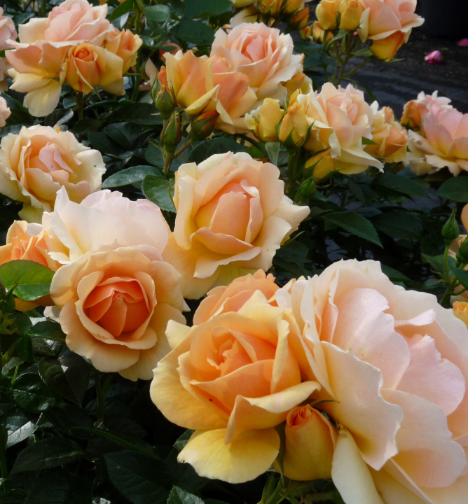 Ruža mnohokvetá ´HANSESTADT ROSTOCK®´ ** Tantau, kont. 6 l