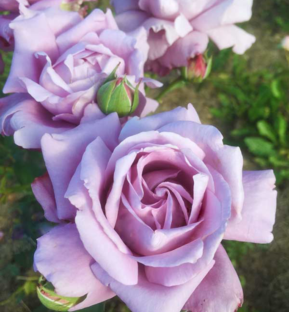Ruža mnohokvetá kríková ´BLUE PARFUM®´ ***** Tantau, kont. 6 l