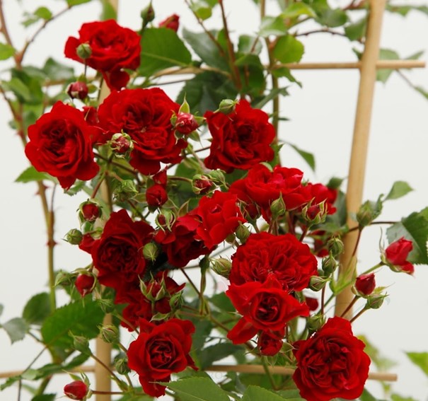 Ruža popínavá ´CRIMSON SILUETTA®´ * 30-40 cm, kont. 2 l