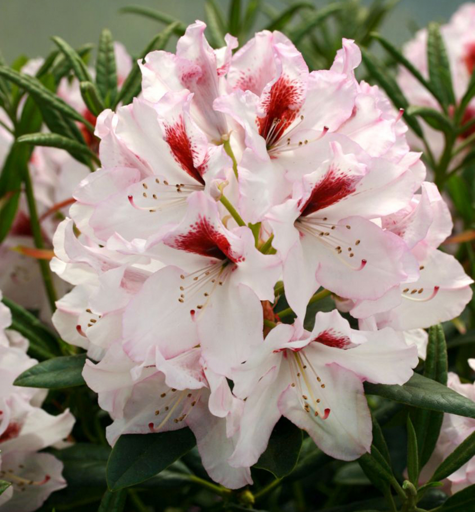 Rododendron hybridný ´GRAFFITO®´ 40-50 cm, kont. 5 l