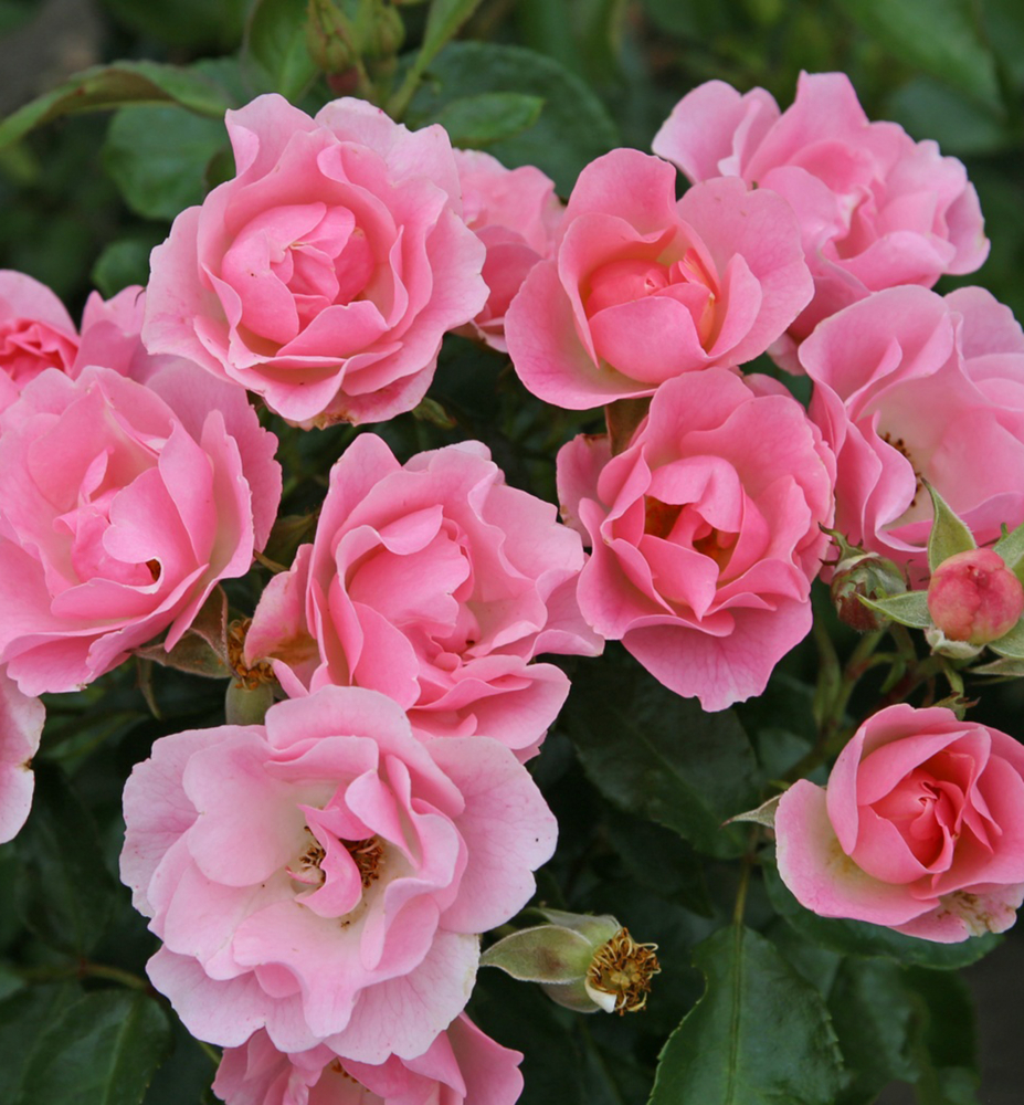 Ruža mnohokvetá ´ROSELINA´ * ADR, Kordes 2019, 30-40 cm, kont. 2 l