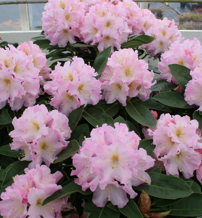 Rododendron ´ONKEL DINERS´ 30-40 cm, kont. 5 l