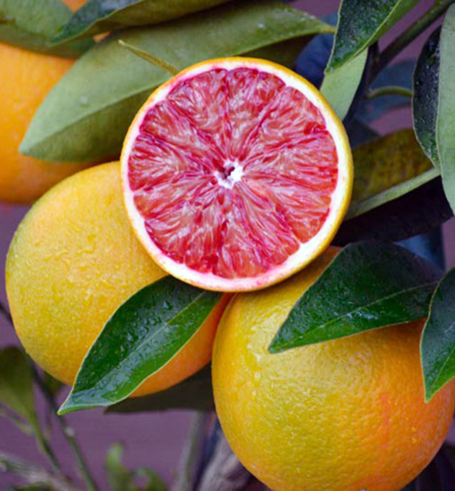 Pomarančovník červený ´SANGUINELLO´ 40-50 cm, kont. 2 l, štepený