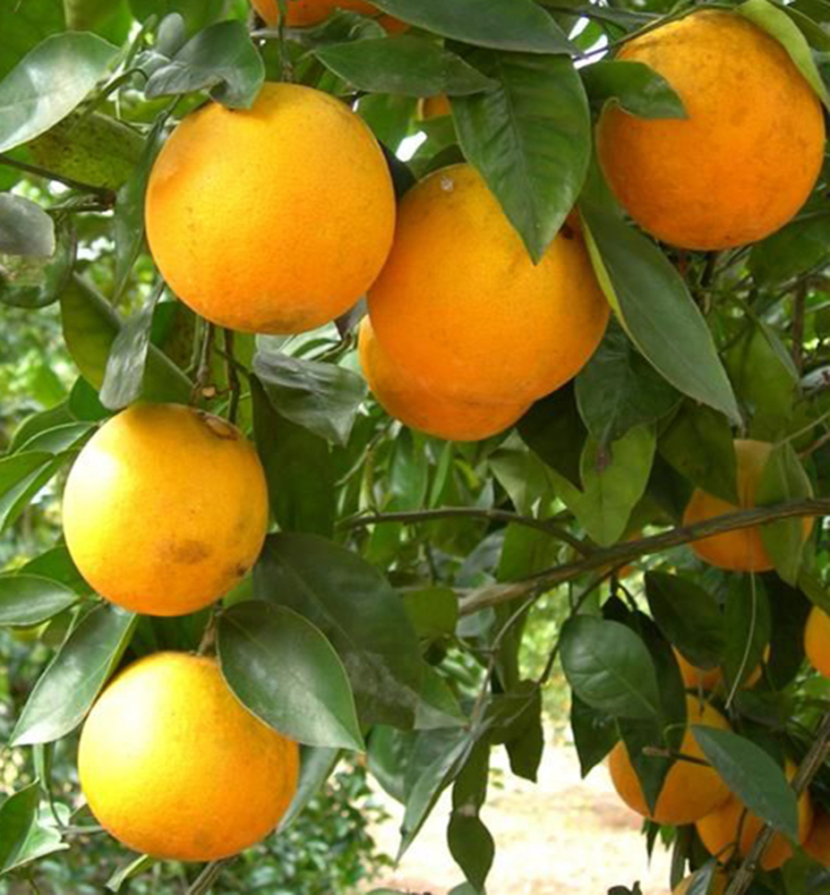 Pomarančovník ´HAMLIN´ 40-50 cm, kont. 2 l