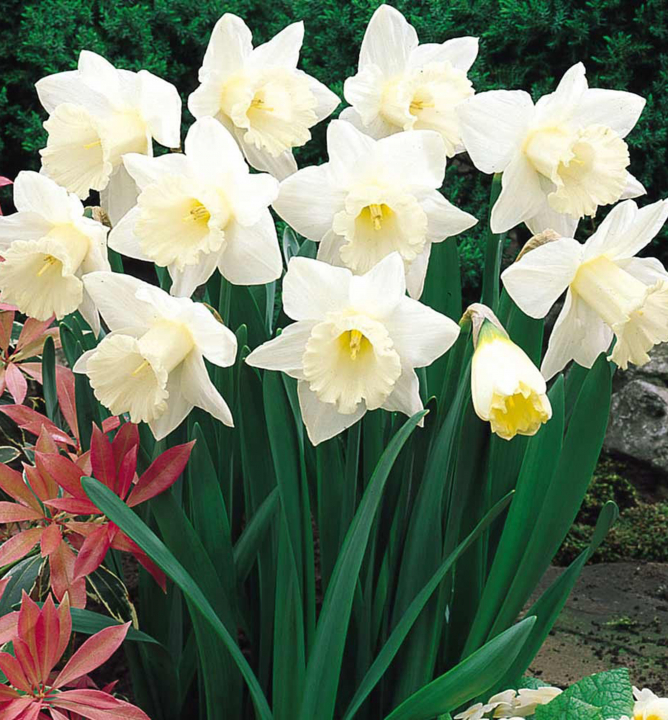 Narcis veľkokvetý ´MOUNT HOOD´ 5 ks v balení