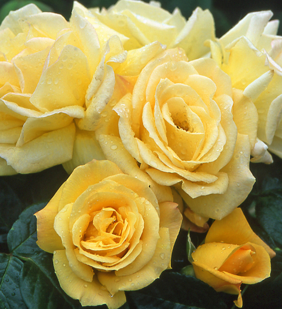 Ruža mnohokvětá ´ARTHUR BELL´ *** 50-60 cm, kont. 3 l