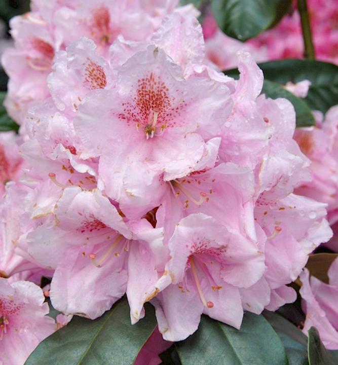 Rododendron hybridný ´SCINTILLATION´ 60-70 cm, kont. 4 l 