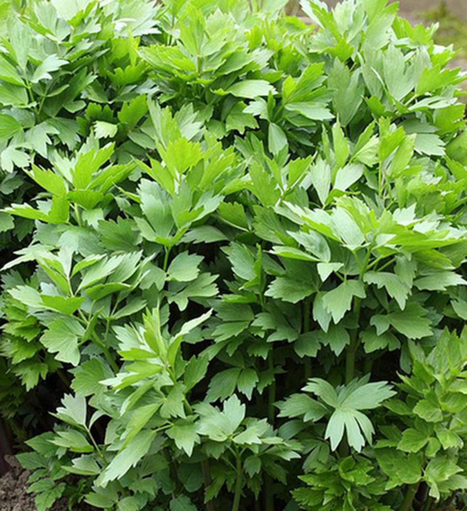 Ligurček lekársky ´MAGGIKRAUT´ kont. 0,3 l | Lumigreen.sk