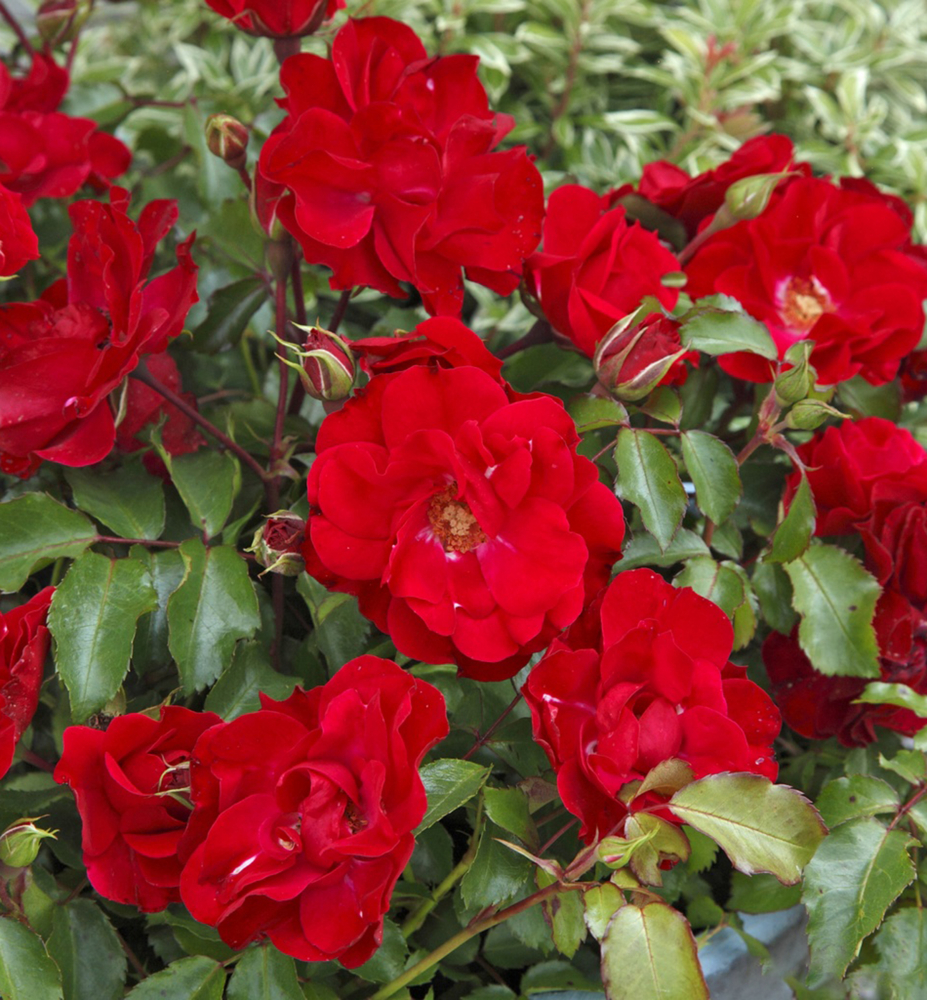 Ruža mnohokvetá ´ROTILIA´ * ADR, Kordes 2000, 20-30 cm, kont. 2 l