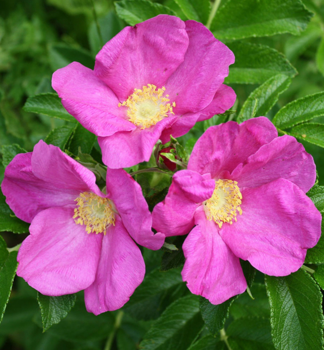 Ruža botanická ´RUBRA´ * 50-60 cm, kont. 1 l