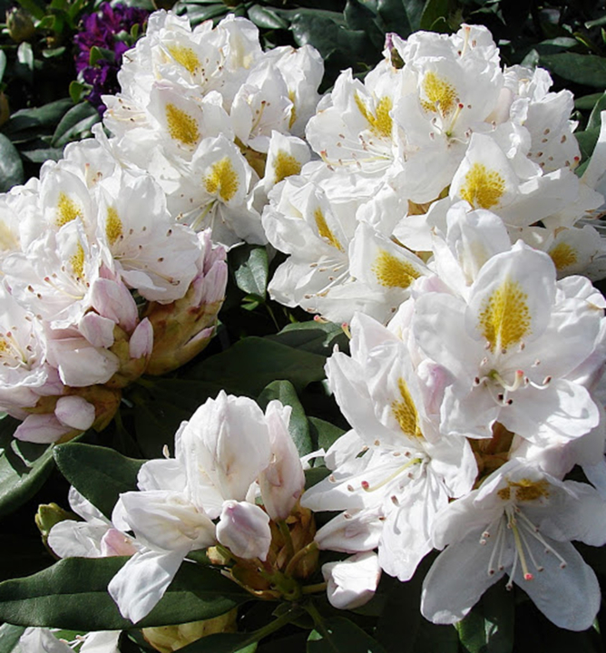 Rododendron ´MADAME MASSON´ 30-40 cm, kont. 2 l