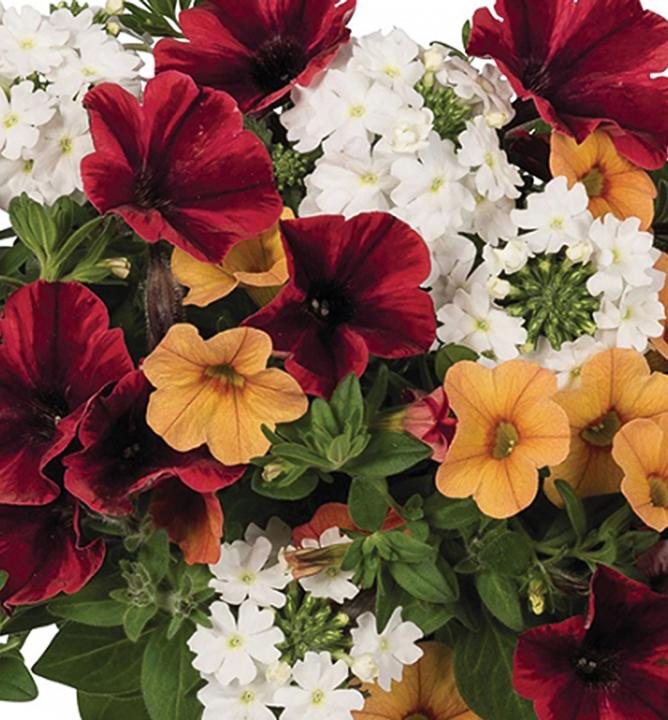 Confetti Garden 2020 ´FIRE FLASH´, mix letničiek LUMIGREEN