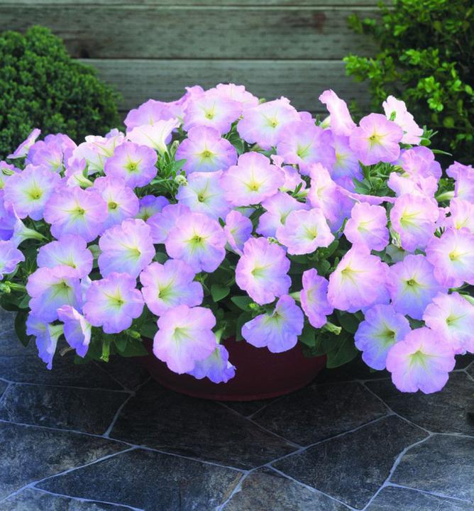 Petúnia vzpriamená ´TRILOGY LAVENDER PINK´ | E-shop | LUMIGREEN.sk ...