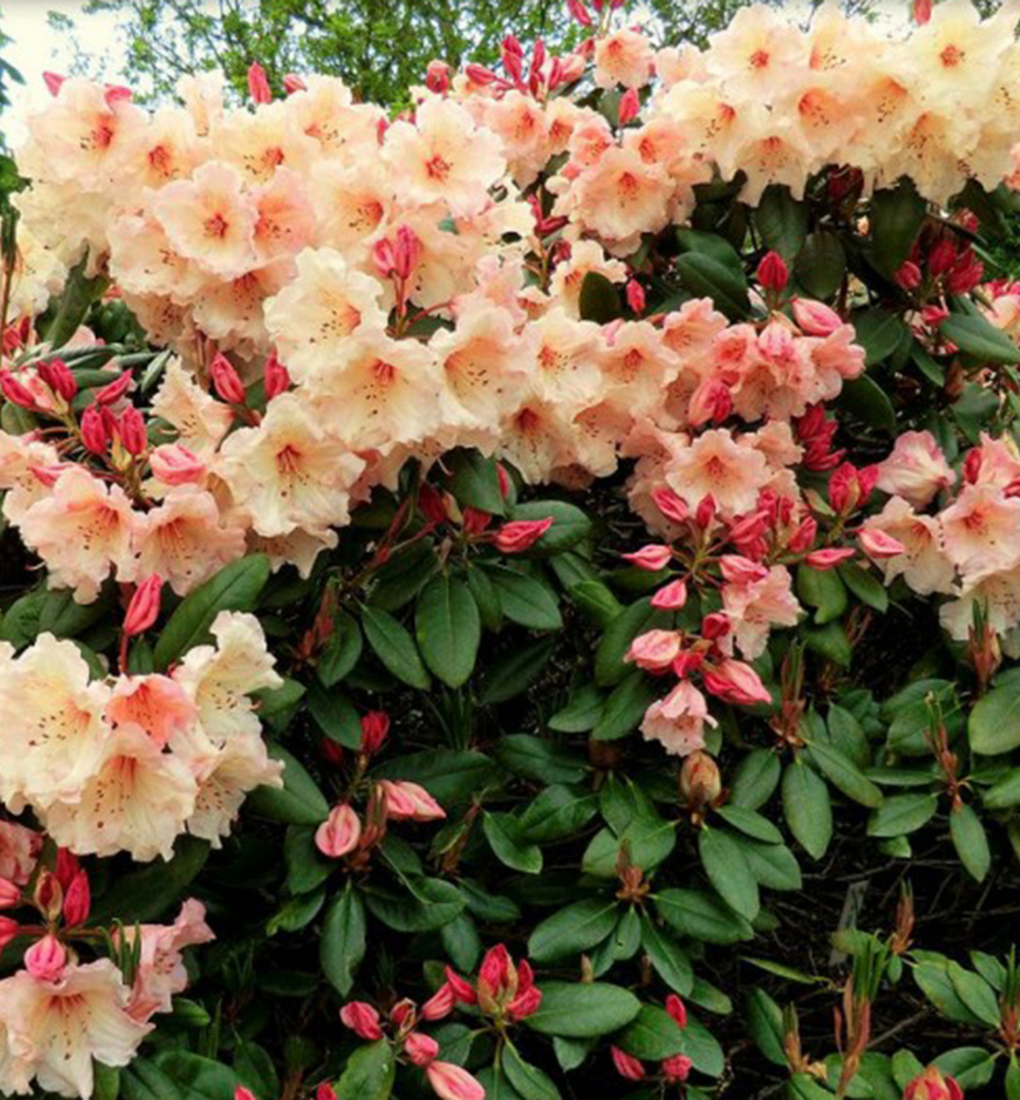 Rododendron hybridný ´VIRGINIA RICHARD´ 30-40 cm, kont. 5 l