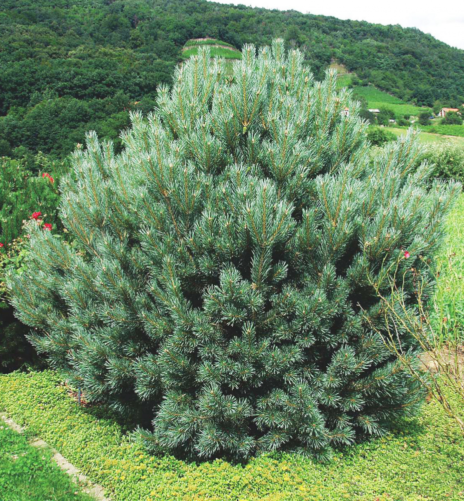 Borovica lesná ´WATERERI´ 40-50 cm, kont. 5 l