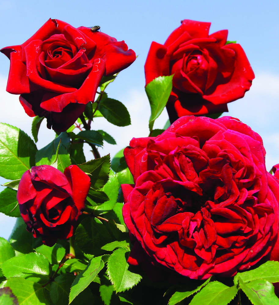 Ruža veľkokvetá kríková ´BELLEVUE®´ * Kordes 2015, 40-50 cm, kont. 2 l