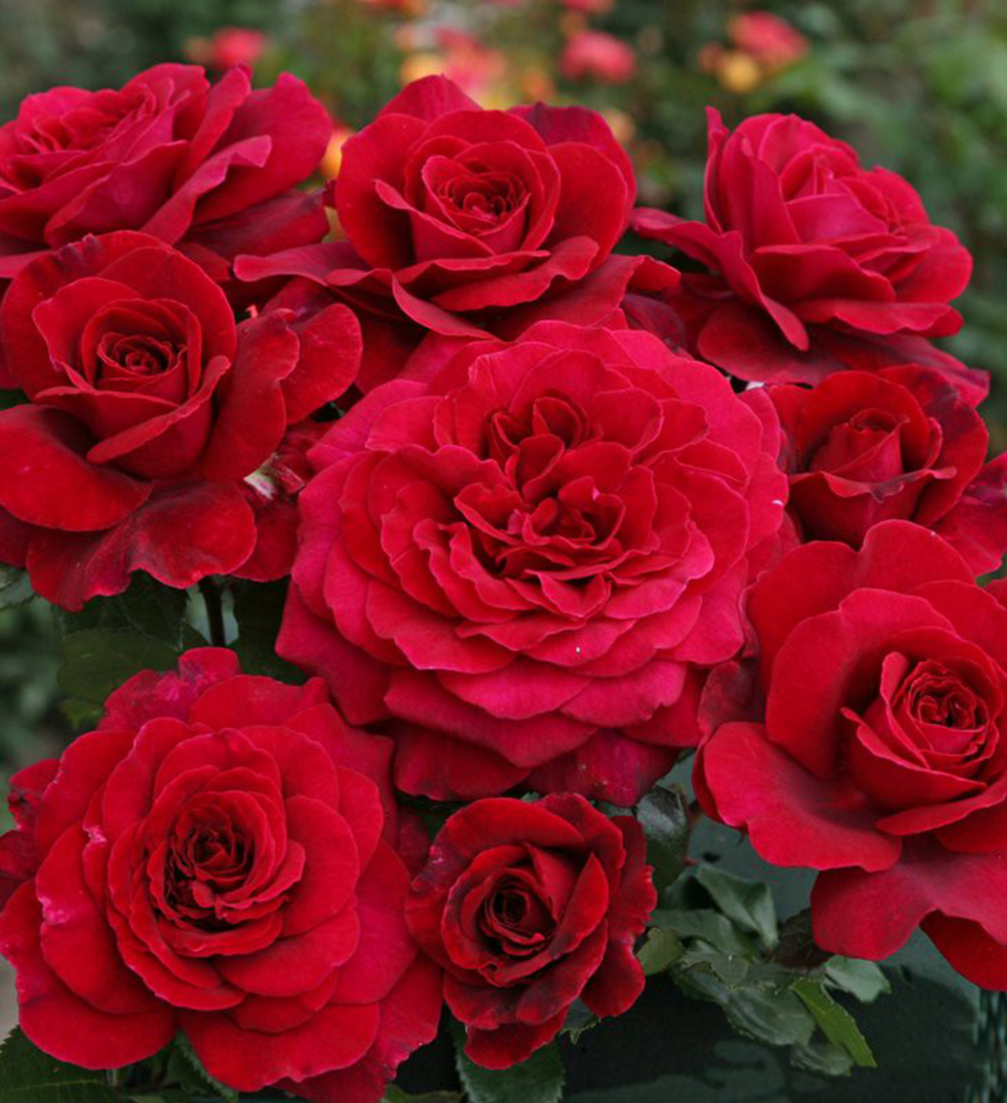 Ruža veľkokvetá kríková ´BELLEVUE®´ * Kordes 2015, 40-50 cm, kont. 2 l