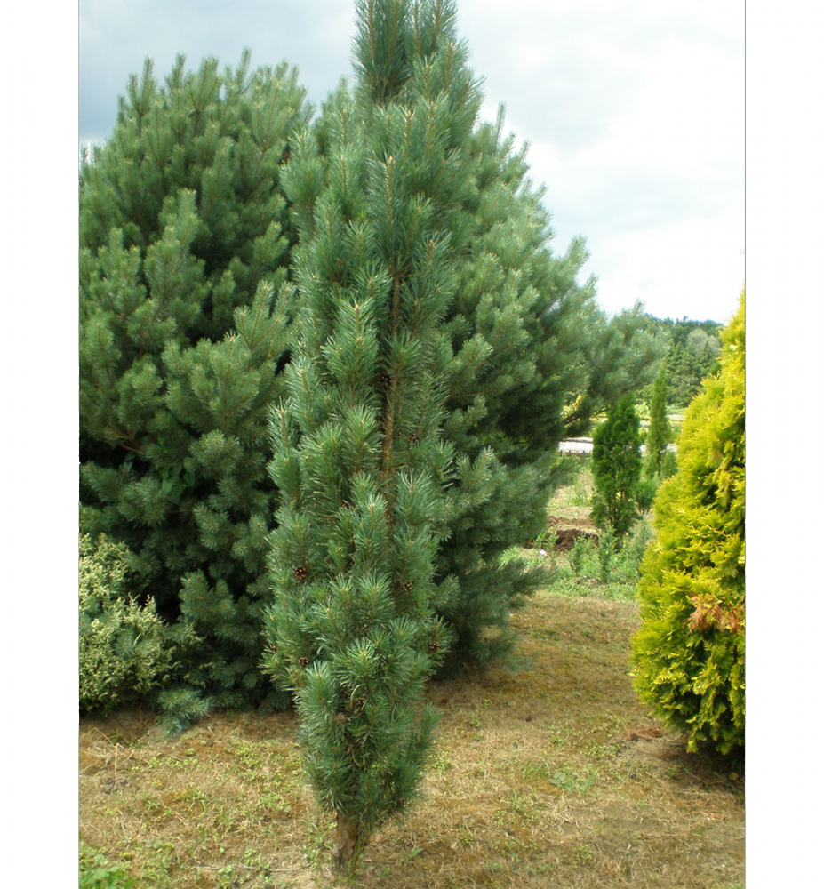 Borovica lesná ´FASTIGIATA´ 70-80 cm, kont. 3 l
